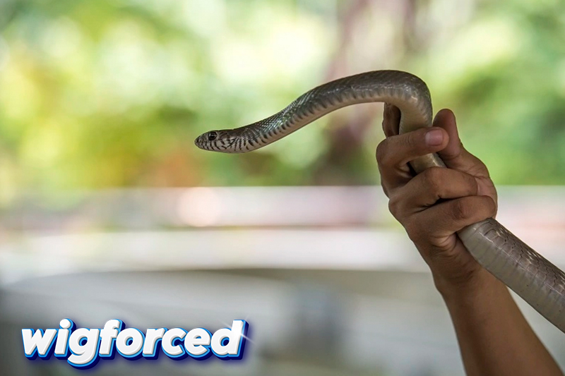 Ophidiophobia – Penyebab, Gejala, dan Cara Mengatasinya