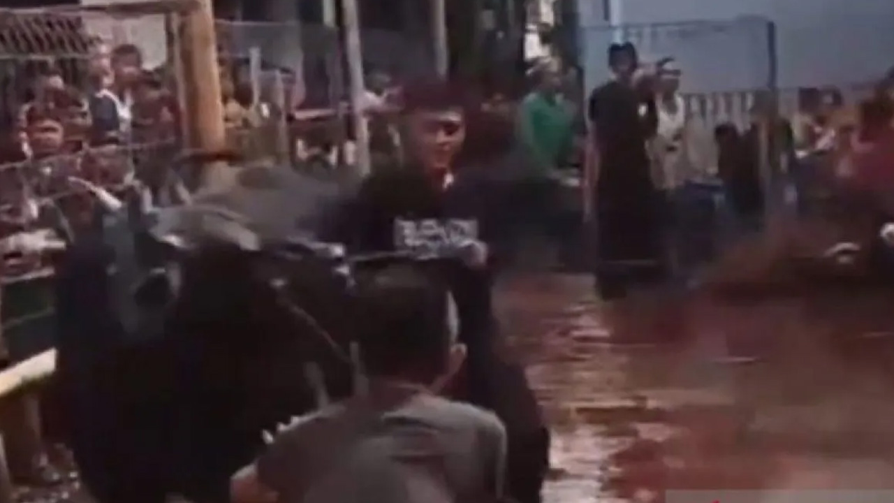 Tiga warga terluka akibat sapi kurban mengamuk di Jaktim